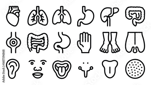 Human body organs line icons showing heart lungs stomach liver intestine and other vital parts for medical science