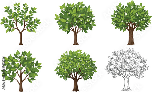 Beautiful blooming citrus tree vector illustration set with green leaves, white flowers, botanical sketches, natural foliage, and detailed garden design