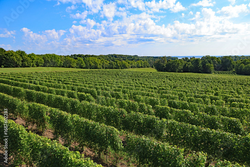 Rows of vines in vineyard in Northern Michigan