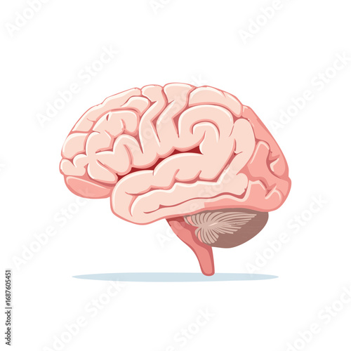 Cartoon human brain illustration in profile, conceptual representation