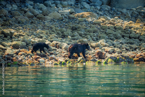 A mother black bear walking along a rocky shoreline with her cub on Vancouver Island