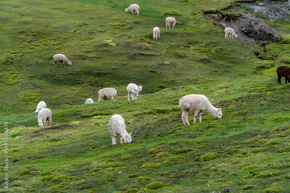 Fototapeta premium Llamas Grazing on Rainbow Mountain in Peru – Andean Wildlife in a Vibrant Landscape