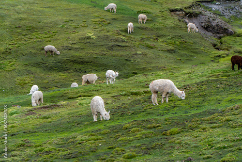 Llamas Grazing on Rainbow Mountain in Peru – Andean Wildlife in a Vibrant Landscape