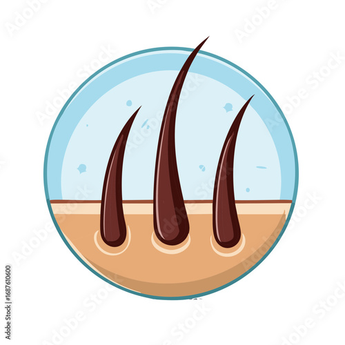 Healthy Hair Follicle and Growth in Human Skin Anatomy Illustration
