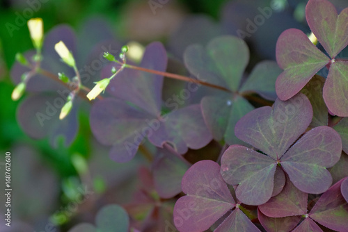 Oxalis corniculata var. atropurpurea. Creeping woodsorrel. Purple variation
