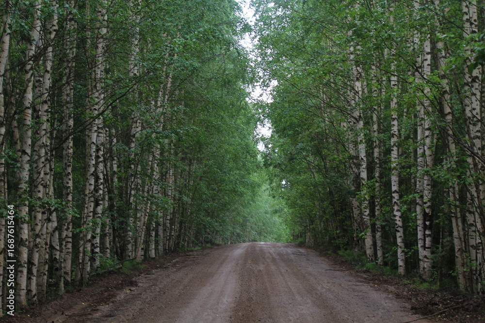 Naklejka premium Dirt road in a young birch forest on a sunny summer day