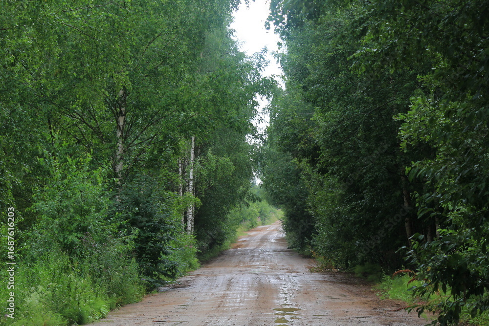 Fototapeta premium A dirt road in a summer forest after rain