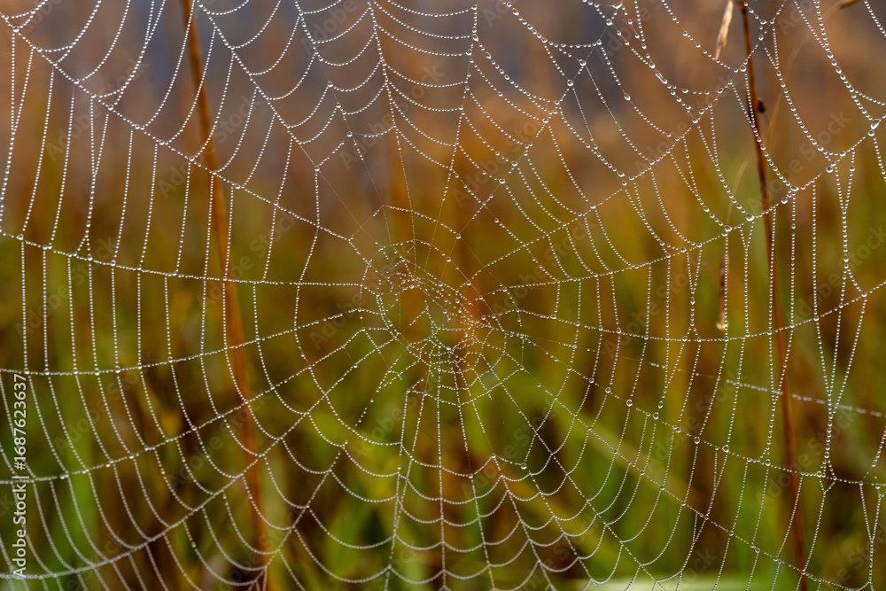 Fototapeta premium spider web with dew drops