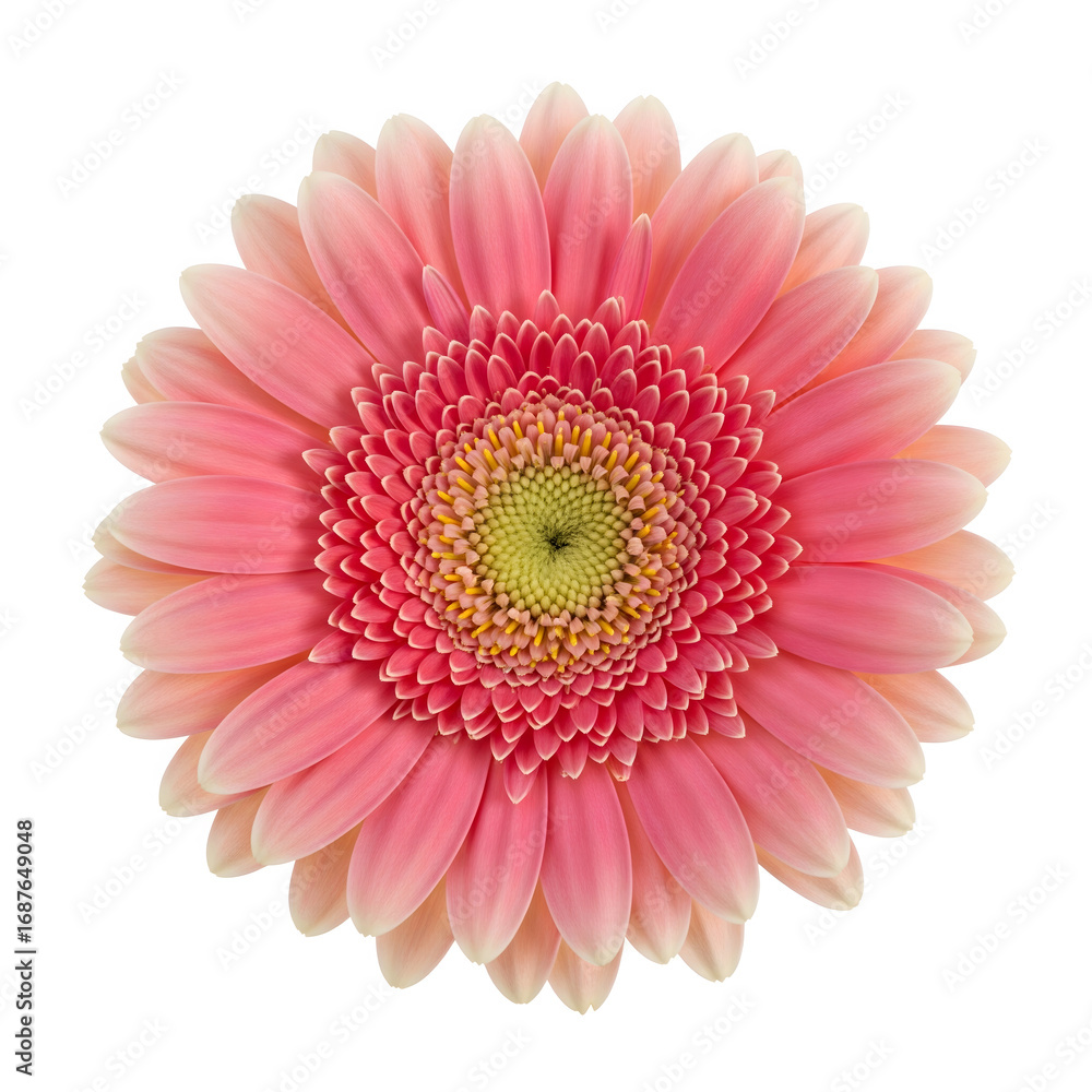 Fototapeta premium A vibrant pink gerbera daisy flower in full bloom, viewed from above, isolated on a clean white background.