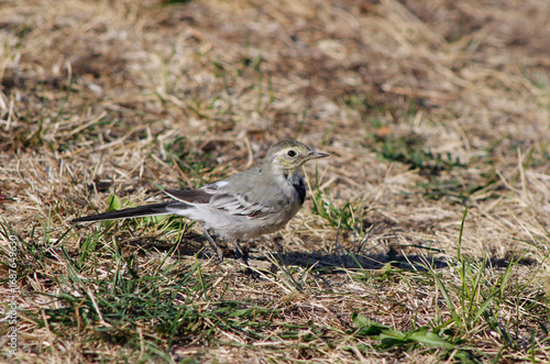 Wallpaper Mural wagtail bird on the ground

 Torontodigital.ca