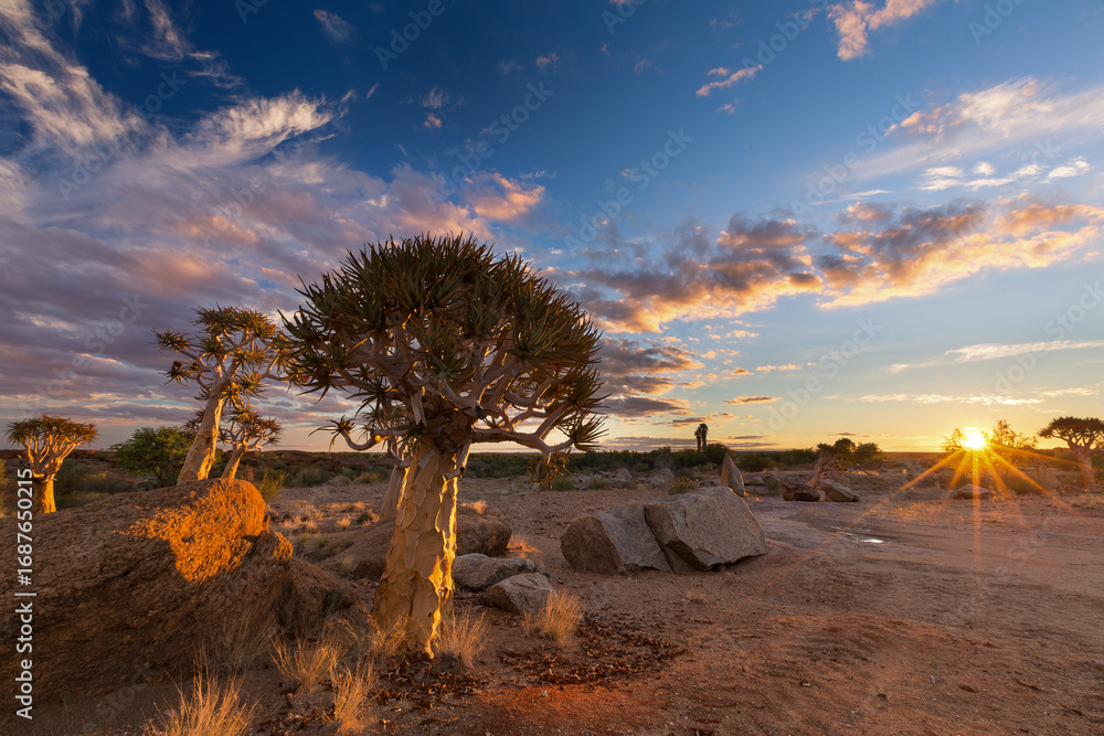 Obraz premium Landscape of a Quiver Tree with sun burst and thin clouds in dry desert artistic conversion
