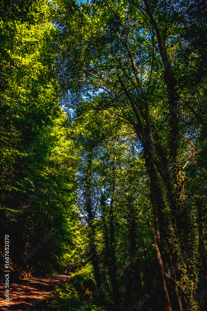 Fototapeta premium autumn forest in the morning