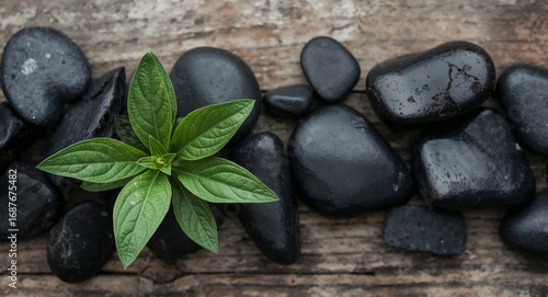 Wallpaper Mural Balance of Nature. Stones, Wood, and Vibrant Greenery A Delicate Composition Torontodigital.ca