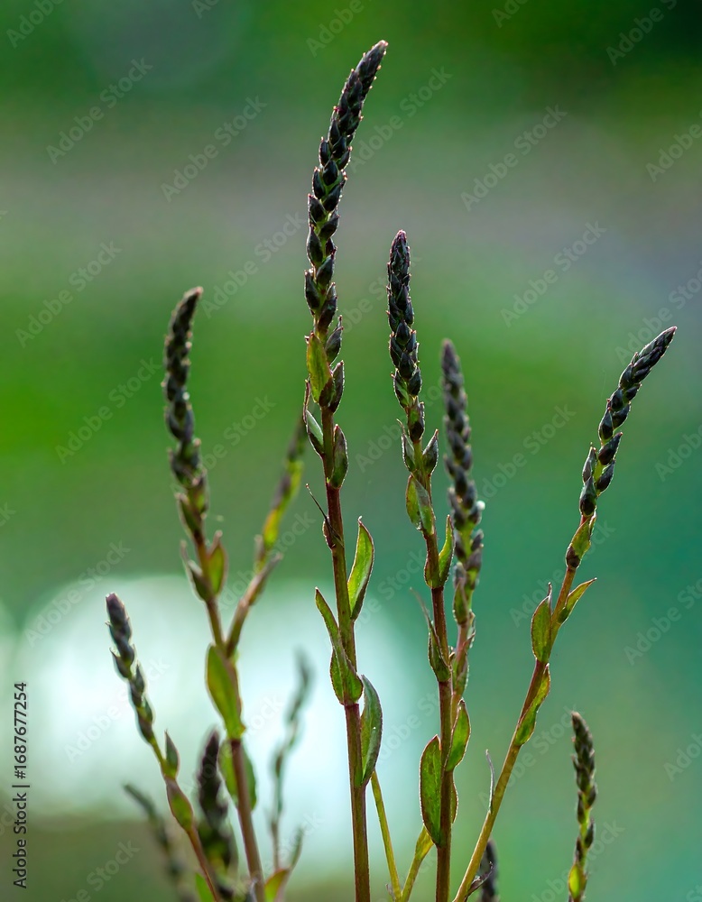 Naklejka premium Close-up of dark-hued plant sprigs