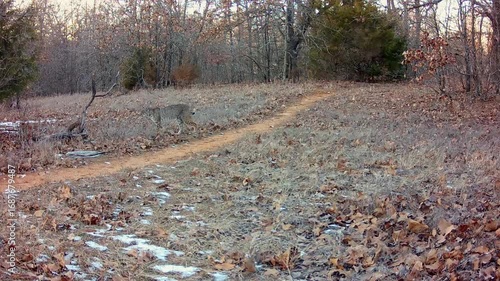 Large bobcat crossing an opening in the forest on a cold winter evening
