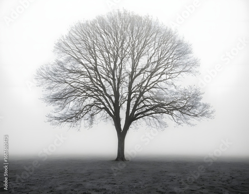 Black and White Solitary Tree in a Foggy Field - Minimalist Nature Art