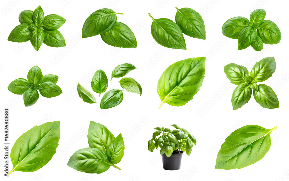 Basilikum Set – Frische grüne Blätter, freigestellt auf weißem Hintergrund, transparent für Composings und Fooddesign Basilikum Set – Frische grüne Blätter, freigestellt auf weißem Hintergrund, transparent für Composings und Fooddesign