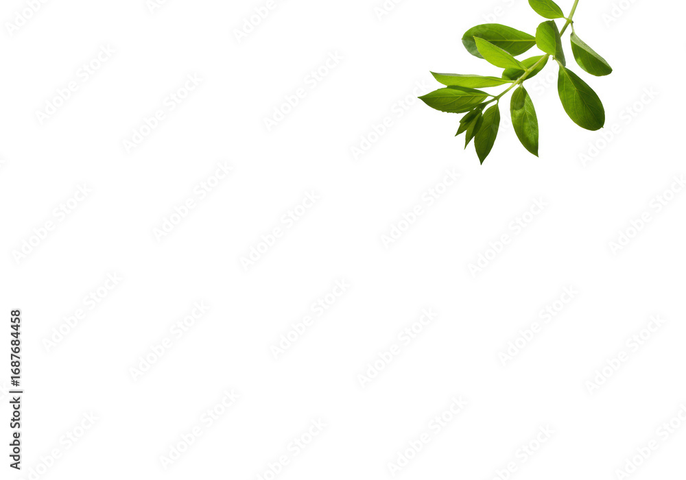Obraz premium Subtle, elongated shadows of delicate green leaf sprigs on a transparent studio background with copy space, soft natural light, shallow depth of field, purity and organic minimalist beauty