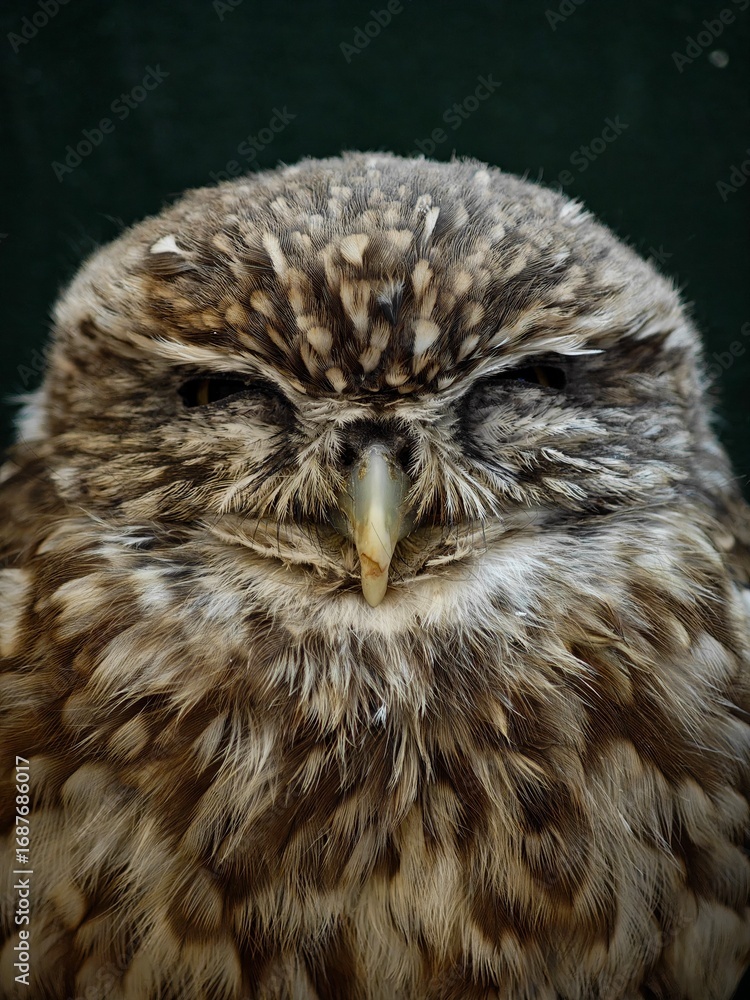 Obraz premium A close-up of an owl with closed eyes against a dark background.