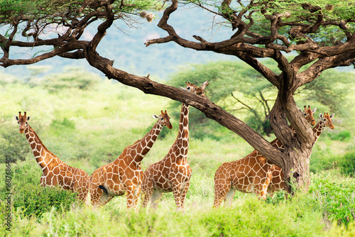A family/herd of Reticulated Giraffes (Giraffa reticulata) under an African Acacia Tree (Vachellia tortilis) in Samburu National Reserve Kenya