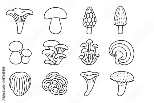 Wild Mushroom Icons. Line style icons of wild mushroom types: chanterelle mushroom, porcini mushroom, morel mushroom, shaggy ink