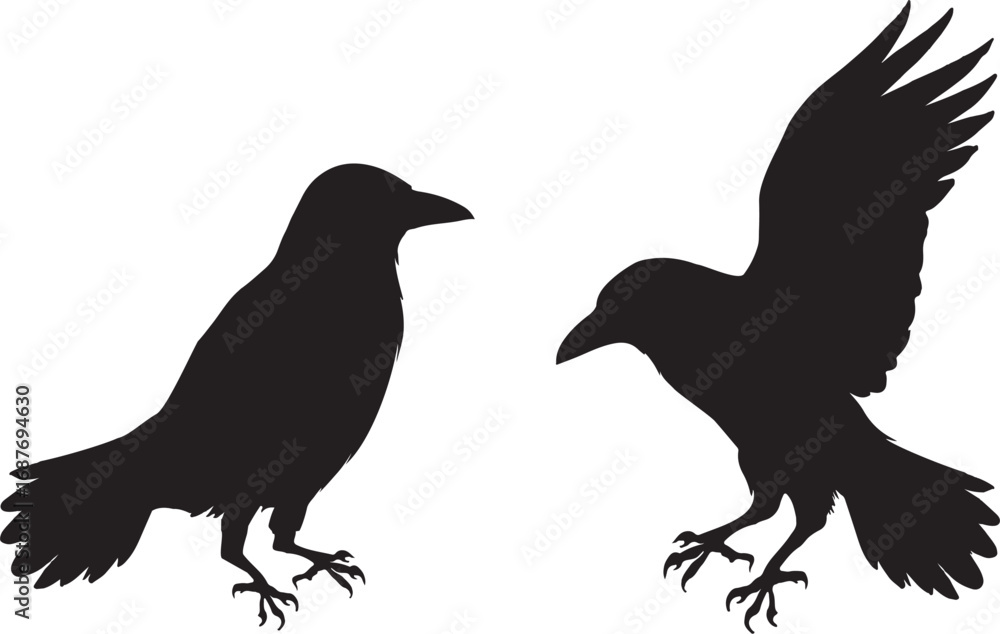 Obraz premium カラス