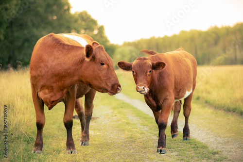 Cow and calf walking side by side on a rural gravel road