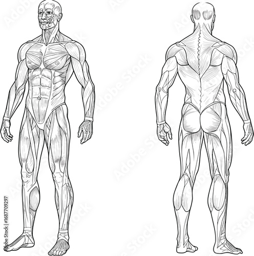 Detailed Human Muscular System Anatomy Illustration Showing Front and Back Views of Major Muscles for Educational and Medical Use