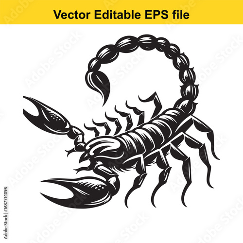  scorpion illustration isolated on white background