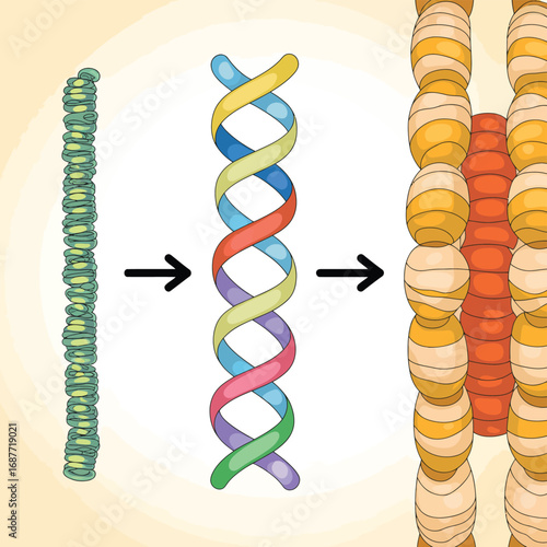 Illustration showing the process of dna replication and packaging into chromosomes