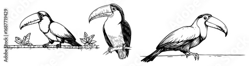 Toucan bird doodle set side view illustration