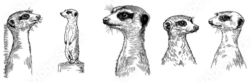 Meerkat sketch icon set vector