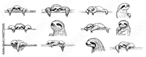 Cute sloth poses on branch sketch collection set