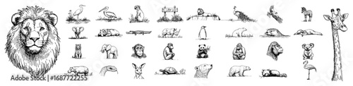 Wild animals hand drawn realistic sketch illustration set