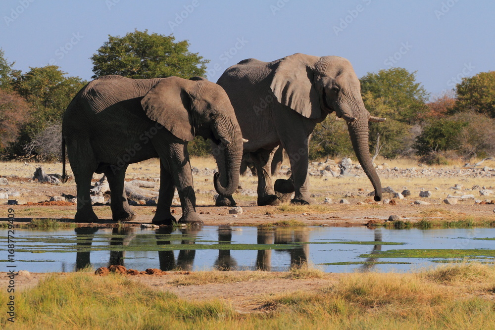Fototapeta premium Elephants at waterhole in Etosha national park, Namibia