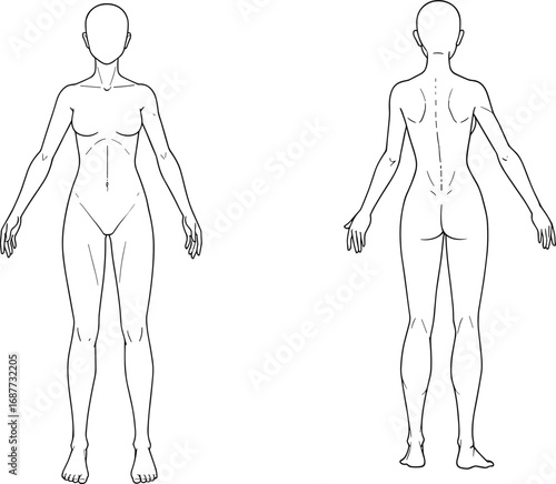 Human Body Line Drawing Front and Back View for Anatomy Study, Medical Illustration, Fashion Design, and Vector Reference Art