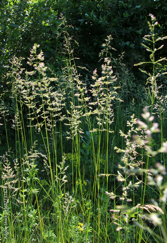 Poa grows in the meadow among wild grasses.