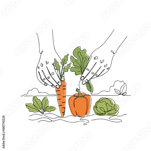 Hands picking vegetables, fresh carrot and pepper from garden. Hands picking vegetables for healthy salad, fresh green leaf and cabbage from ground.