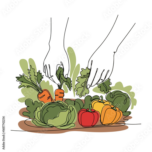 Hands picking vegetables from garden, including carrots, cabbage, and peppers. Harvesting hands picking vegetables shows organic produce and healthy eating.