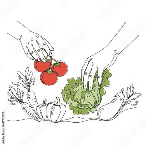 Hands picking vegetables, line art showing harvest for culinary purposes. Hands picking vegetables, outline art showcases nature's bounty and fresh produce for healthy eating.