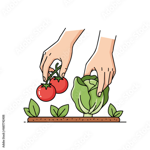 Hands picking vegetables, fresh tomatoes, and lettuce from garden plot. Hands picking vegetables during harvest season ensure produce is at its peak ripeness.