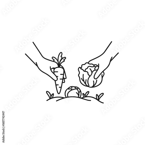 Hands picking vegetables, including carrots and cabbage. These hands picking vegetables show harvesting process, with focus on organic produce and homegrown goodness.