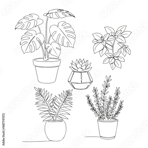 Home gardening plants include monstera in flowerpot with succulent and herbs in linear style. Home gardening plants idea shows greenery and home garden in pots, with house plants.