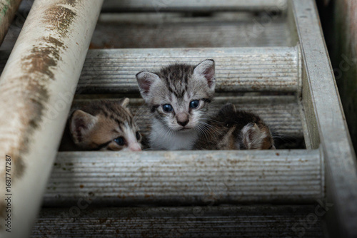 Stray Kittens Huddled Between Rusted Pipes And Concrete In Harsh Urban Setting