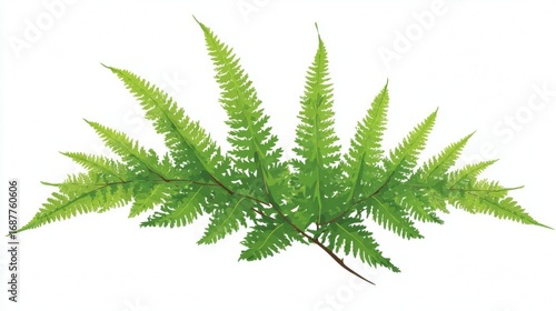 Wallpaper Mural Lush green fern fronds arranged in a decorative semi-circle on a white background. Torontodigital.ca