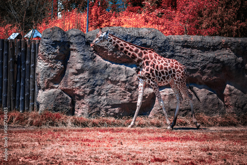Canvas Print Visiting the Zamość ZOO