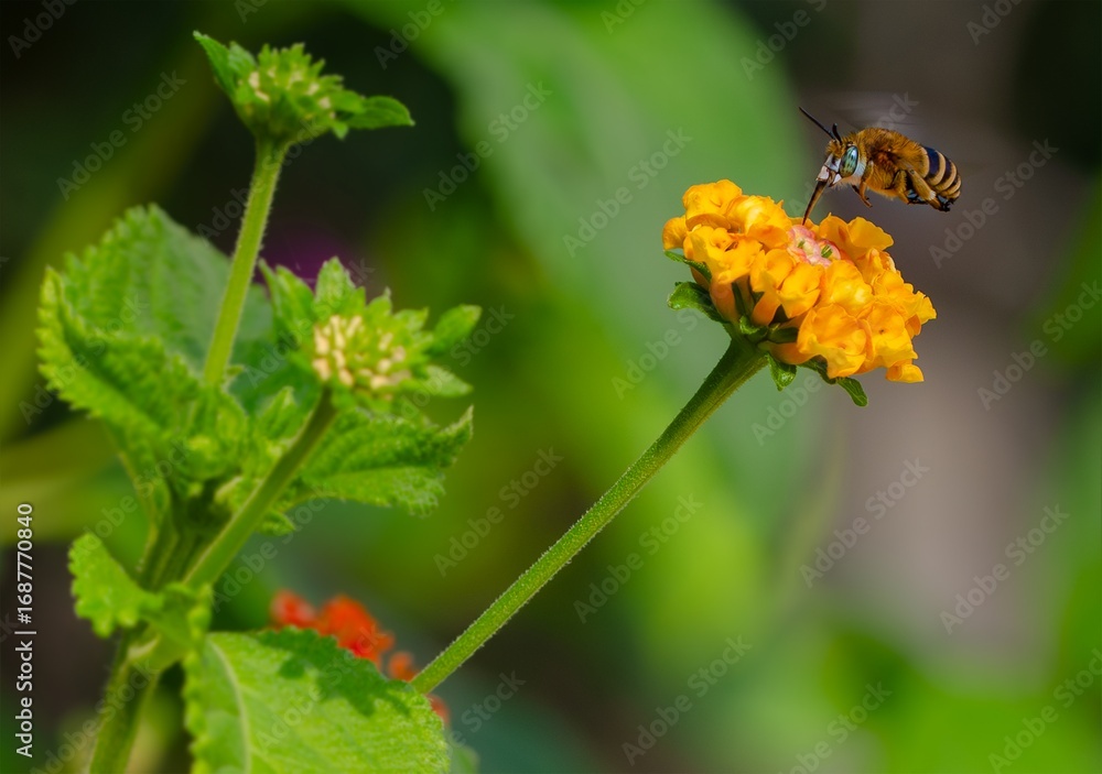 Fototapeta premium Vibrant Flight: Amegilla garrula on a Summer Bloom in Golden Light
