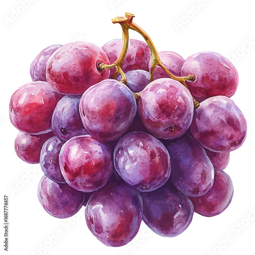 Raisin, watercolor illustration vector, isolated on a white background.