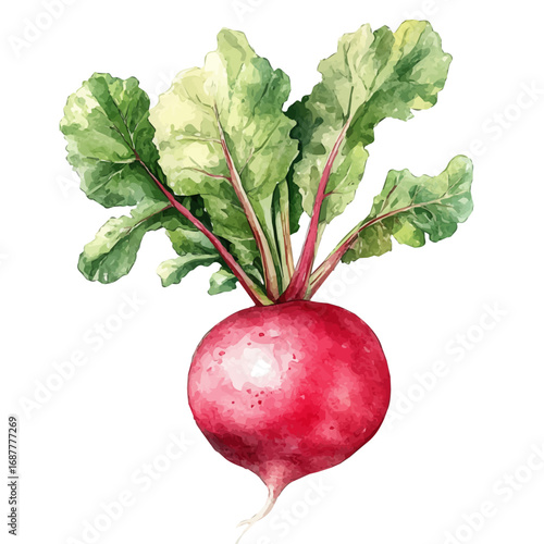 Radish, watercolor illustration vector, isolated on a white background.