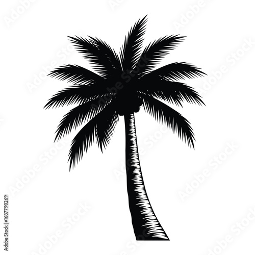 Black and white illustration of a palm tree.